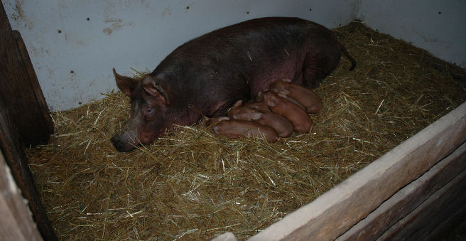 Nursing Pig